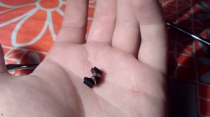 долгий прогрев, тусклая грязная печать (ремонт бушигна) Samsung SCX-4200