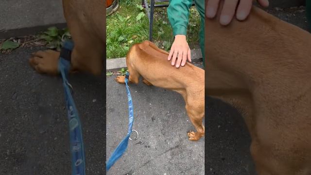 Родезийский риджбек щенок. Знакомимся с людьми смотреть онлайн