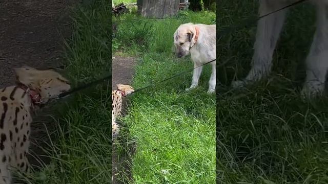 Прогулка с сервалом Ману #зоостудияковчег #ферма #животные #животныесмешные #сервал #смешныепитомцы смотреть онлайн