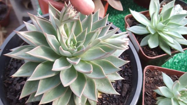 Echeveria Paniculata, Punita & Gila • Lelis com Amor смотреть онлайн