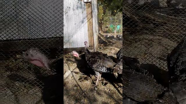 Северокавказская бронзовоя смотреть онлайн