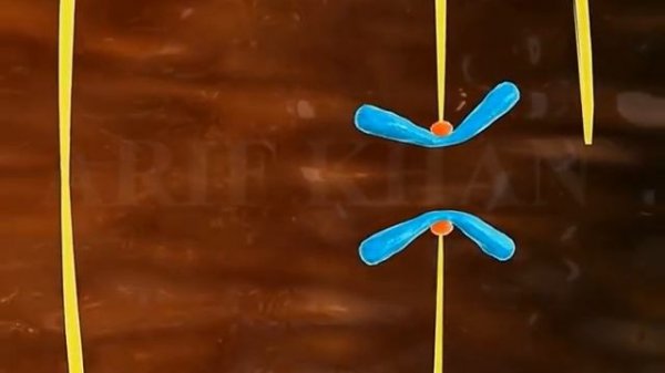 mitosis 3d animation | Phases of mitosis | cell cycle and cell division | mitosis and meiosis