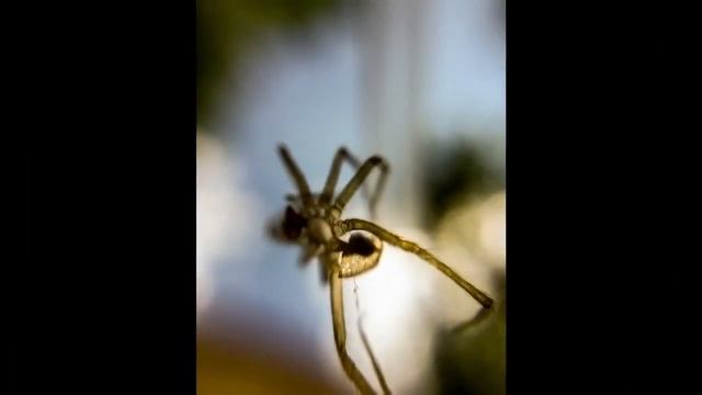 7 хитрых трюков с камерой iPhone смотреть онлайн