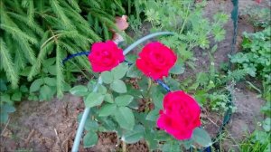 Цветут мои розы: Шартрез де Парм /Chartreuse De Parme, L.D. Braithwaite,  Сью Хипкин/Sue Hipkin