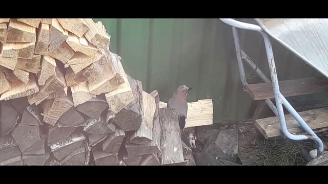 Воришка (сойка ворует хлеб из кормушки) смотреть онлайн