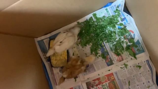 Цыплята 3 неделе от кроссов ломан браун смотреть онлайн