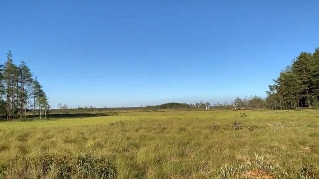 Экотропа Сестрорецкое болото смотреть онлайн
