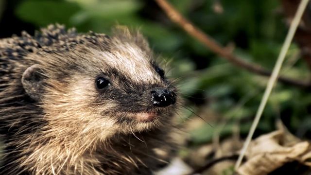 Почему ежу нельзя давать молоко?