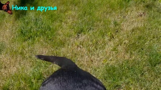 Почему СОБАКИ нюхают друг у друга ПОД ХВОСТОМ | ЗАЧЕМ они это ДЕЛАЮТ? смотреть онлайн