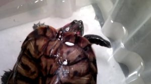 Красноухая черепаха Бусинка разговаривает.mp4