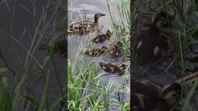 Кряква с утятами - попрыгунчики #shorts #mallards #ducklings смотреть онлайн