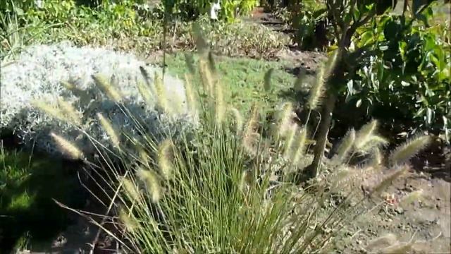 Пеннисетум лисохвостый Неприхотливый злак. смотреть онлайн