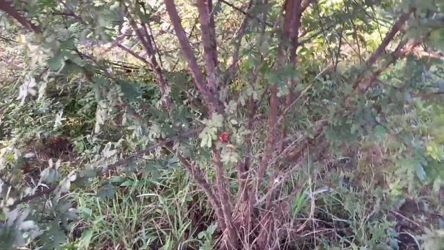 jurema preta смотреть онлайн