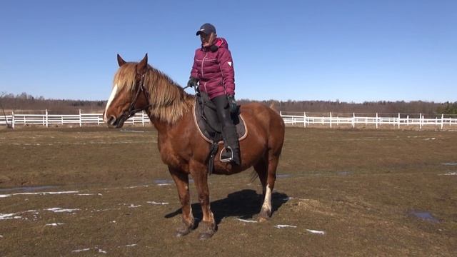 Как сделать лошадь чуткой на шенкель. Правило 3-х команд. смотреть онлайн