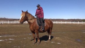 Как сделать лошадь чуткой на шенкель. Правило 3-х команд.