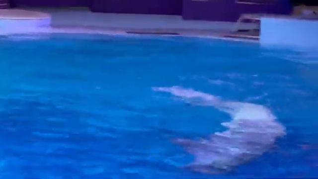 Белухи, дельфины, морж и морские котики. Дельфиния. Новосибирск. смотреть онлайн