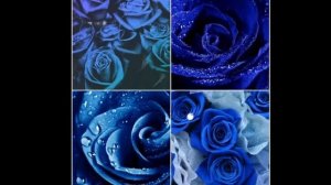 я просила на свидание синих роз