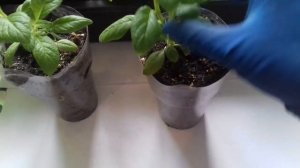 СДЕЛАЙТЕ ТАК С РАССАДОЙ ГЕЛИОТРОПА.ПРОДОЛЖАЕМ ФОРМИРОВАТЬ РАСТЕНИЕ ПРИ ПОМОЩИ ПРИЩИПКИ.