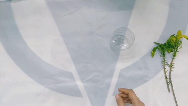 CROTON PLANT || How To Grow Croton Plant From Cutting ( क्रोटोन को कटिंग से कैसे ग्रो करें ????)