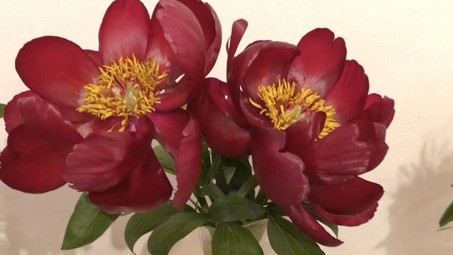 Фестиваль пионов "Пионы северной столицы" 2018, Ботанический сад Санкт-Петербург | Цветы для сада смотреть онлайн