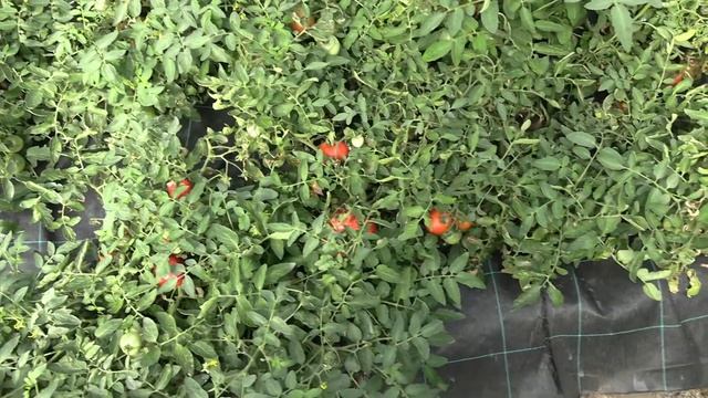 Томат Монгольский карлик (Королевский сад Ильи Королева) смотреть онлайн