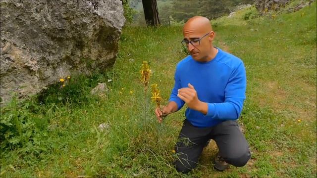 Flora siciliana - Asphodeline lutea L Rchb - Asfodelo giallo смотреть онлайн
