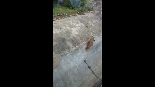 зоопарк москва 2-07-2018 смотреть онлайн