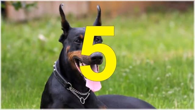 САМЫЕ УМНЫЕ СОБАКИ ТОП 10 смотреть онлайн