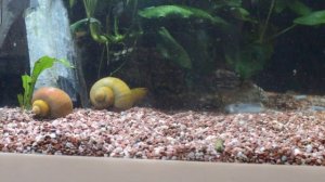 Как чистить аквариум. Сифонка грунта, подмена воды