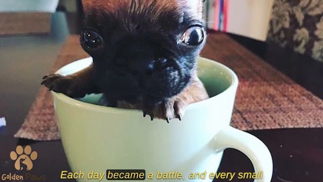 The Puppy was Born So Tiny That the Breeder Decided to Get Rid of it смотреть онлайн