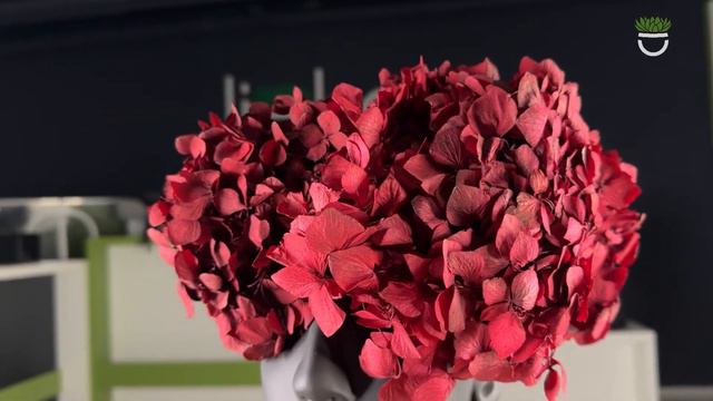 Stabilized hydrangea color burgundy смотреть онлайн