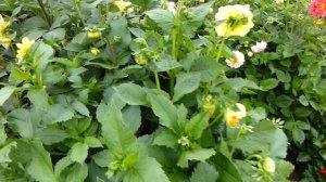 Веселые ребята - однолетние георгины!