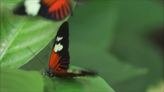 КРАСИВАЯ МУЗЫКА ДЛЯ ДУШИ. смотреть онлайн