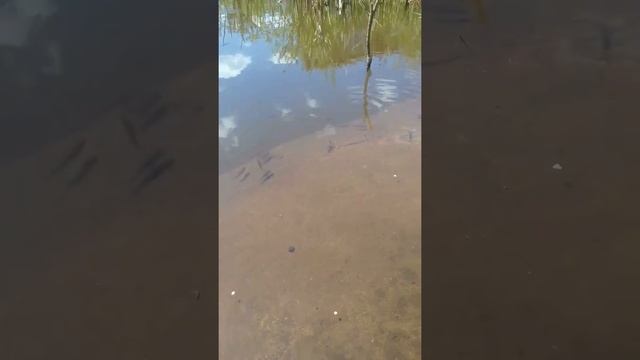 ?дачная идиллия или пляж для рыбок ?что скажете. смотреть онлайн