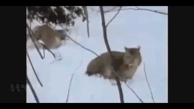 COUGAR VS ANIMALS / Cougar Vs Wolf, Bear, Jaguar, Coyote,.