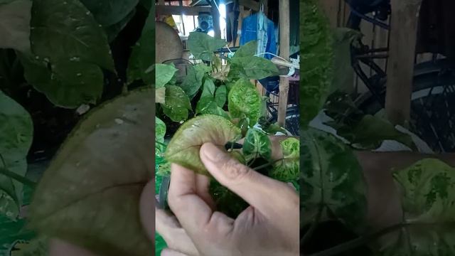 ออมนาก ออมทรัพย์ ออมนากแคระความแตกต่างแต่ละชนิดในลักษณะของสวน Beautiful Tree For Plant เท่านั้นครับ