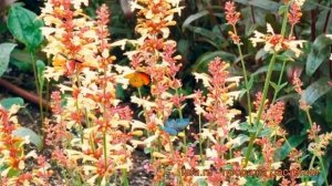 Лофант декоративный Саммэ Глоу (lophanthus anisatus) ? обзор: как сажать, рассада лофанта Саммэ Гло