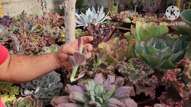 Veja como fazer mudas de suculentas pela haste floral - SEM MI-MI-MI 😁 смотреть онлайн
