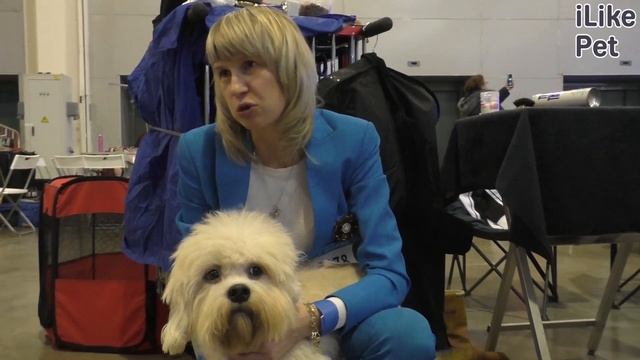 Денди-динмонт-терьер на ilikepet. Особенности породы, уход смотреть онлайн