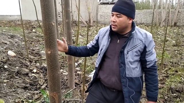 ПАВЛОВНИЯ ДАРАХТИ НИХОЛДАН 40см СЕМИРГУНЧА смотреть онлайн