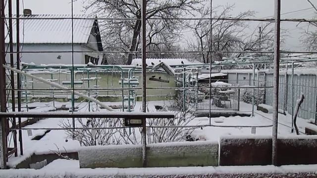 Синички и воробьи 2020 г