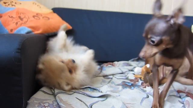 пражский крысарик Алиска и шпиц Тася.MOV смотреть онлайн