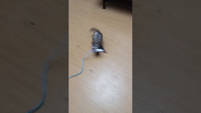 жизнь с хорьком и собакой. подписывайтесь и задавайте вопросы 🌹.