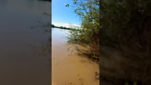 #atyrautv #атырау #рыбалка отпустили пусть растут рыбалка Атырау смотреть онлайн