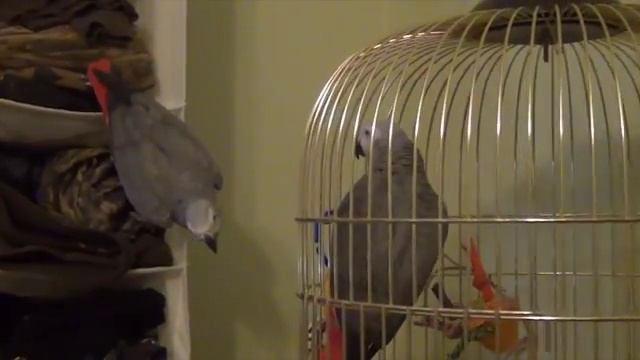 Знакомство жако