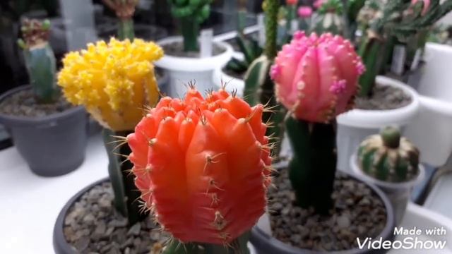 Прививки кактусов. смотреть онлайн