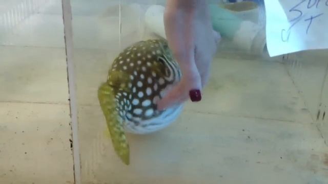 Puffer Fish Belly Rub смотреть онлайн