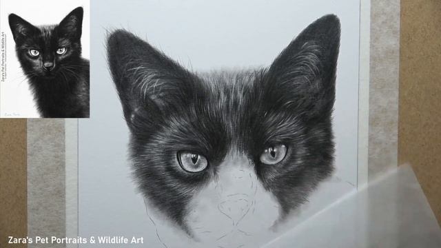 How to draw black fur in graphite | Drawing a black cat | Tips & Tools смотреть онлайн