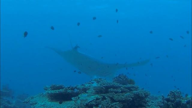Manta rays: diving with manta rays on Lady Elliot Island in Australia // Скат манта, Австралия смотреть онлайн