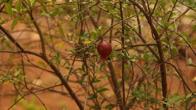 #ep1 #trees #flowers #springflowers #animals #reptiles #fruits #surroundings #colony #millennium смотреть онлайн